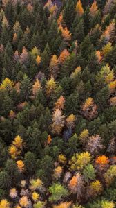 Превью обои осень, деревья, вид сверху, краски осень, лес