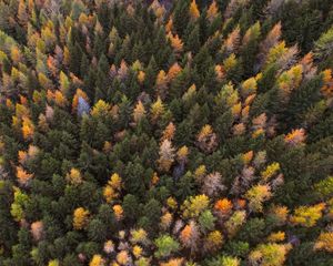 Превью обои осень, деревья, вид сверху, краски осень, лес