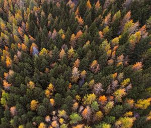 Превью обои осень, деревья, вид сверху, краски осень, лес