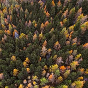 Превью обои осень, деревья, вид сверху, краски осень, лес