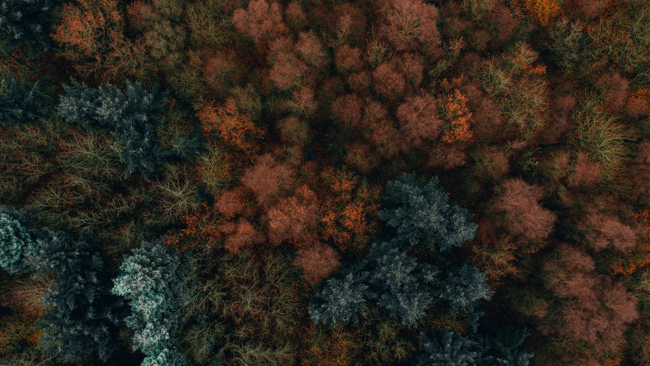 Обои осень, деревья, вид сверху, лес, осенние краски, растительность