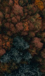 Превью обои осень, деревья, вид сверху, лес, осенние краски, растительность