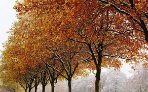 Превью обои осень, деревья, зима, листва