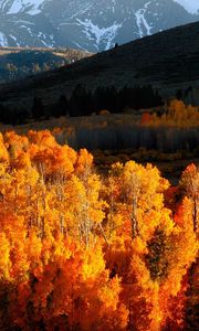 Превью обои осень, деревья, золото, горы, свет, холмы, склоны, октябрь