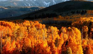 Превью обои осень, деревья, золото, горы, свет, холмы, склоны, октябрь