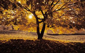 Превью обои осень, дерево, тень