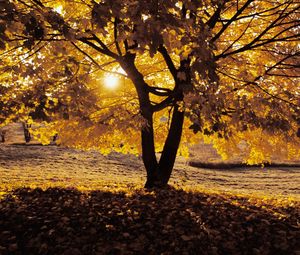 Превью обои осень, дерево, тень
