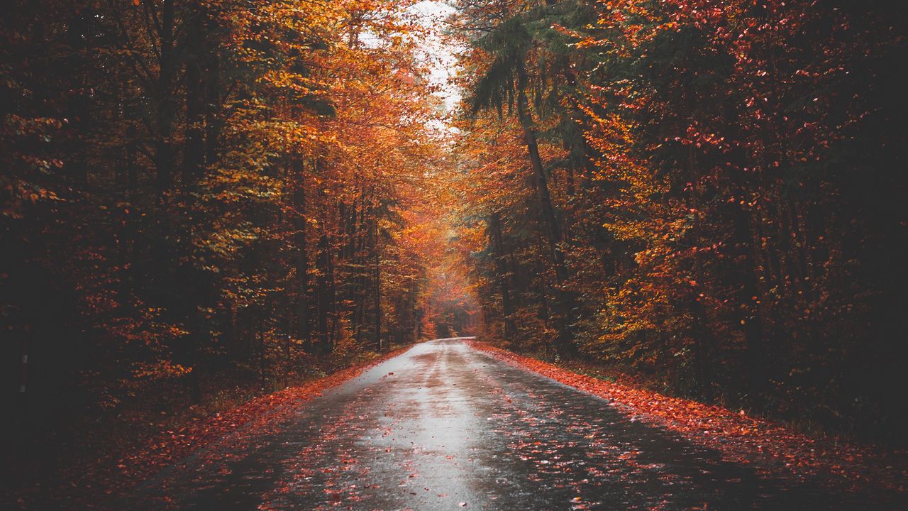 Обои осень, дорога, деревья, лес, асфальт