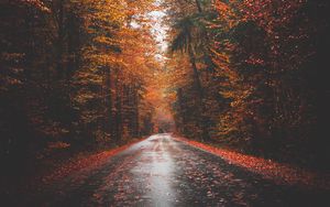 Превью обои осень, дорога, деревья, лес, асфальт