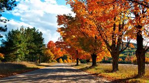 Превью обои осень, дорога, деревья, листья, желтые, тени