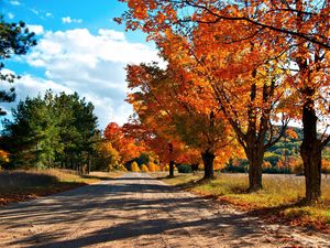 Превью обои осень, дорога, деревья, листья, желтые, тени
