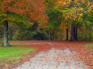 Превью обои осень, дорога, деревья, пейзаж