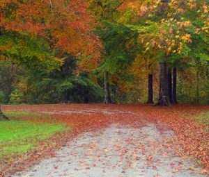 Превью обои осень, дорога, деревья, пейзаж