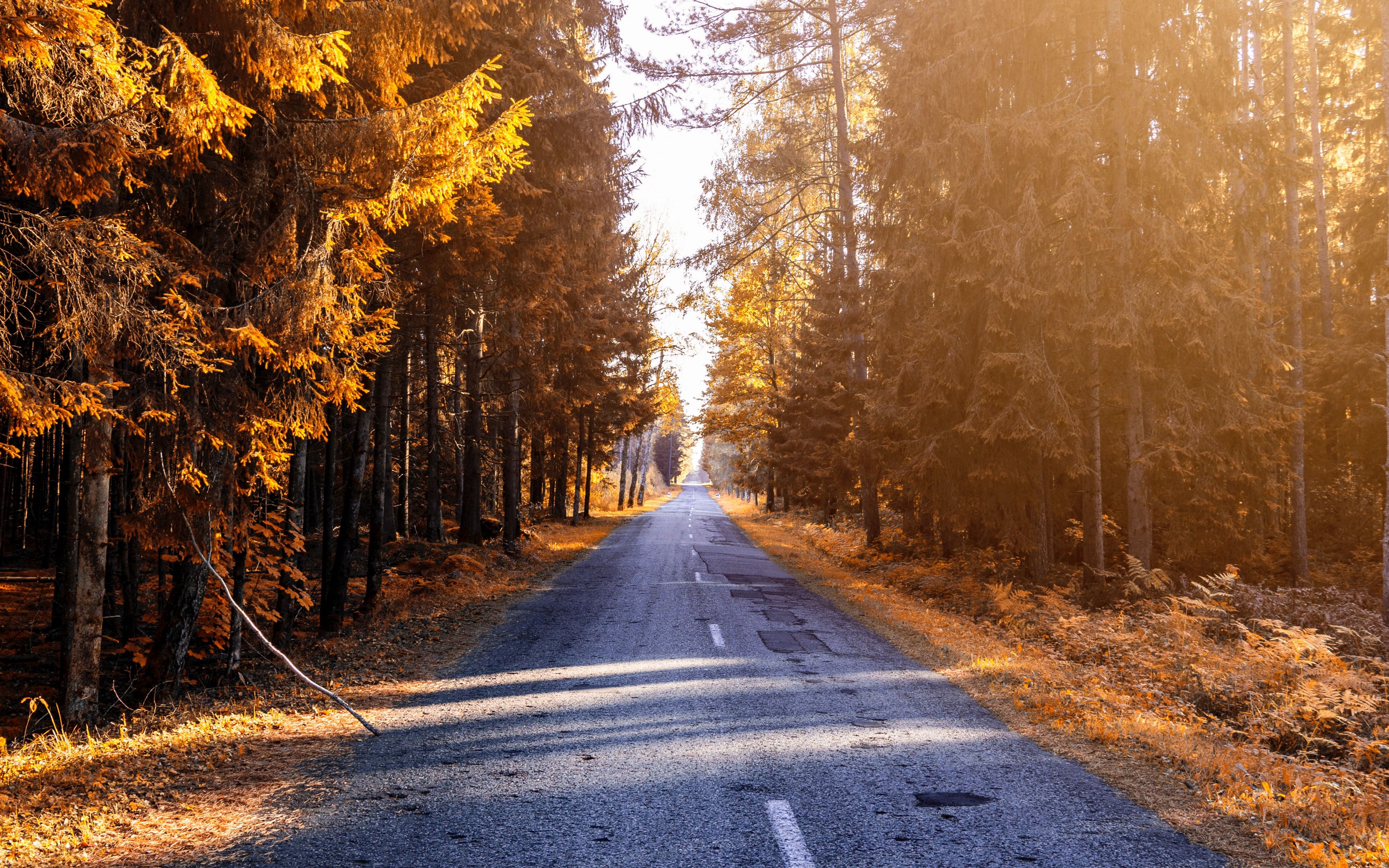 Осенняя дорога домой. Осенняя дорога. Осенняя дорога в лесу. Дорога в осень. Осень лес дорога.