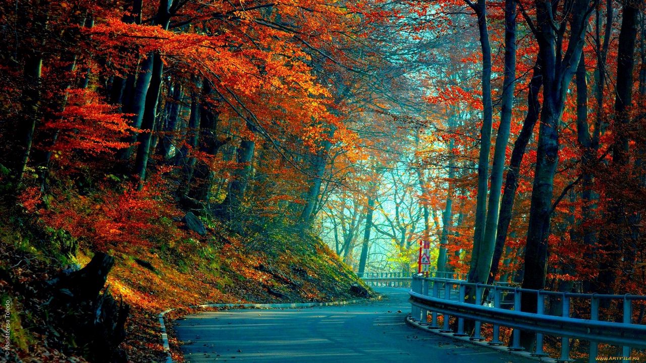 Обои осень, дорога, листья, деревья