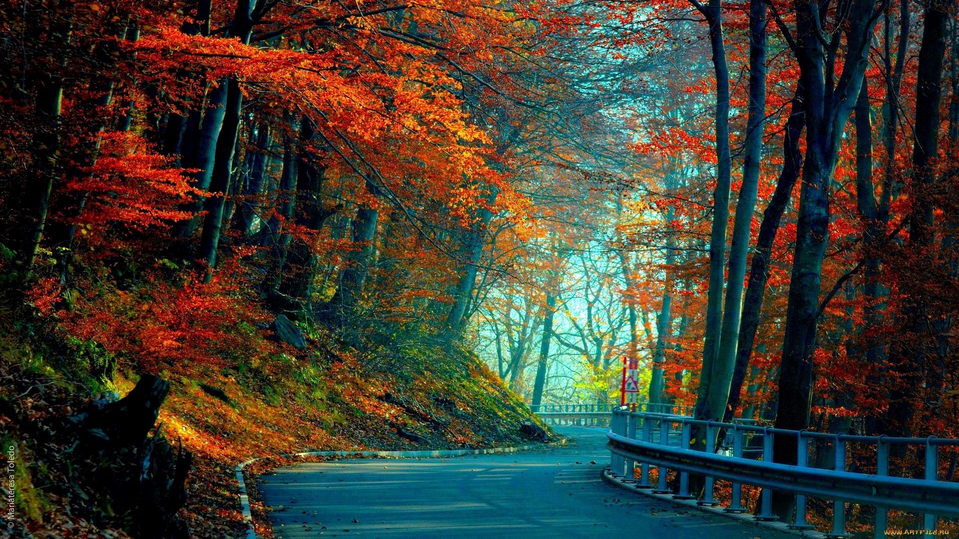 Скачать 1920x1080 осень, дорога, листья, деревья обои, картинки full hd,  hdtv, fhd, 1080p