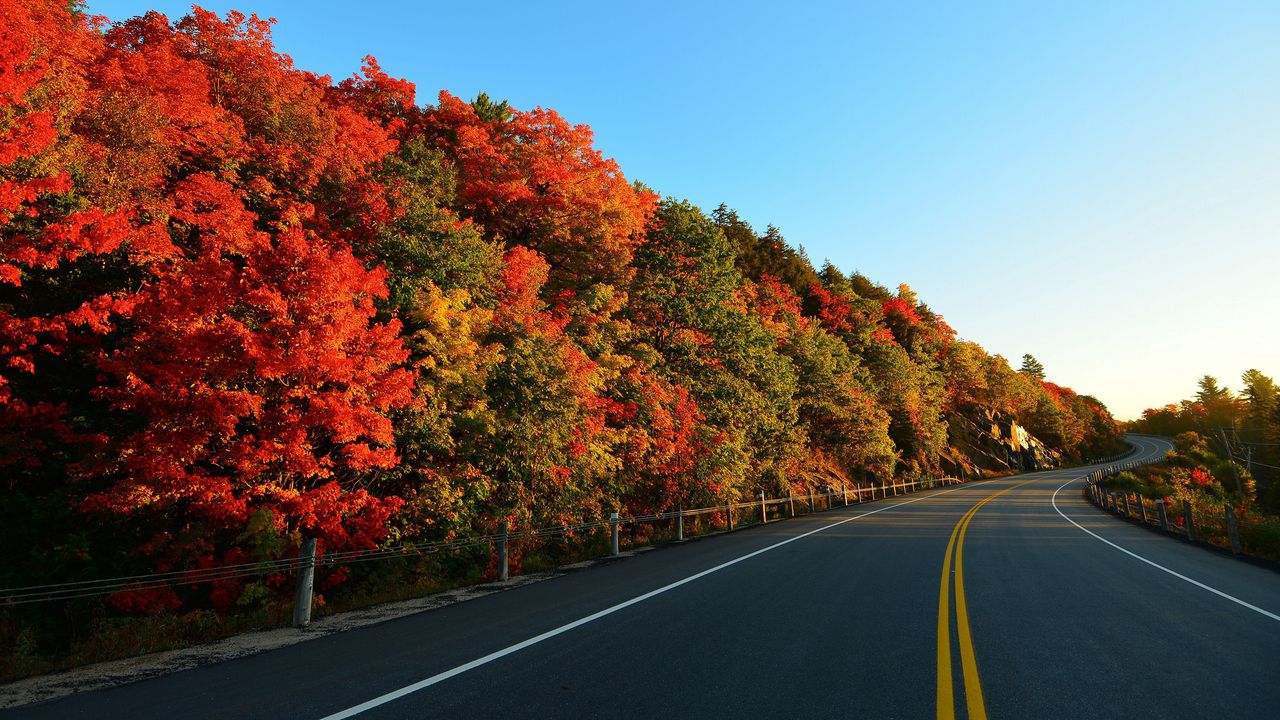Обои осень, дорога, поворот, деревья, разметки