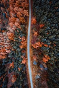 Превью обои осень, дорога, вид сверху, деревья, лес