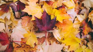 Превью обои осень, клен, листья, опавший, желтый