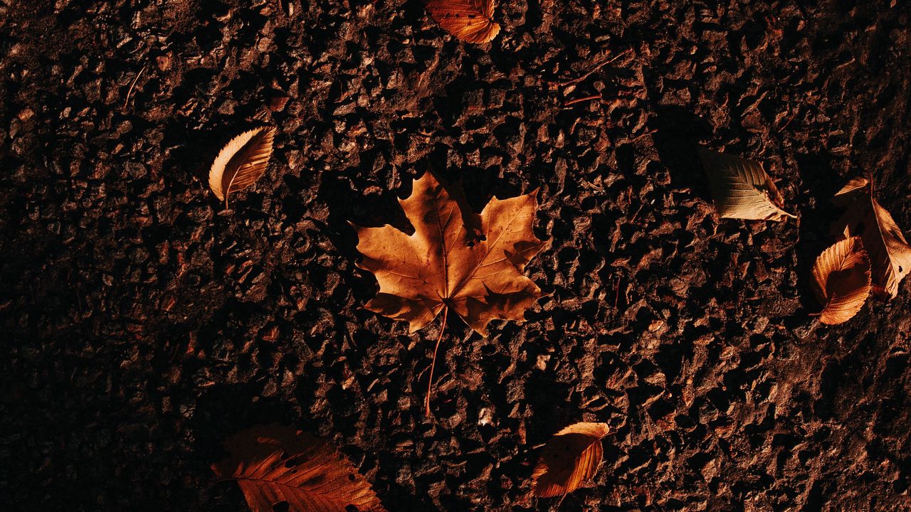 Обои осень, клен, листья, асфальт