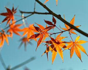 Превью обои осень, кленовые листья, листья, клена, небо