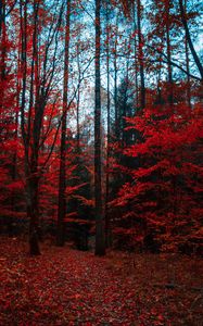 Превью обои осень, лес, деревья, листва, краски осени