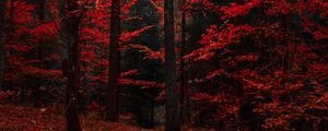 Превью обои осень, лес, деревья, листва, краски осени