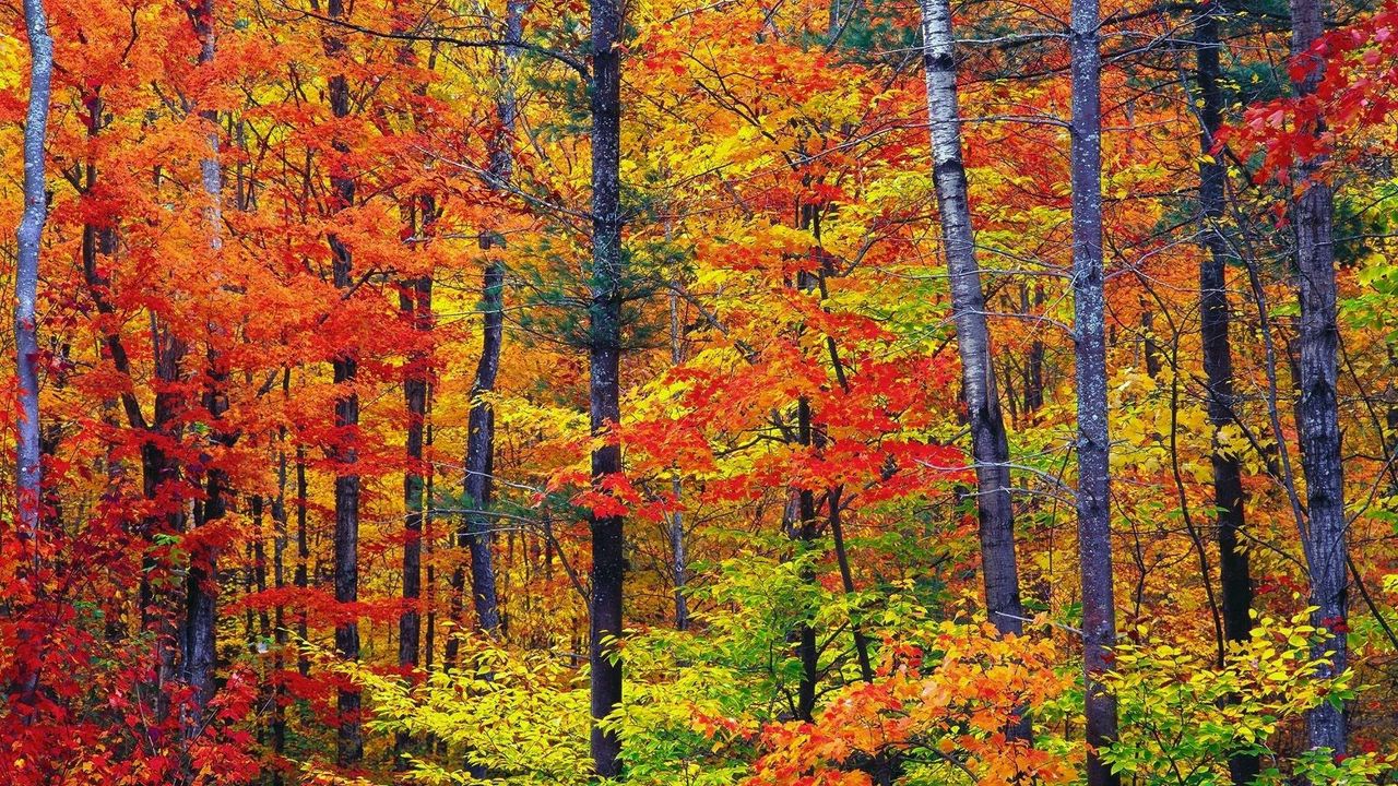 Обои осень, лес, деревья, стволы, листья, краски