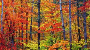 Превью обои осень, лес, деревья, стволы, листья, краски