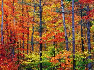 Превью обои осень, лес, деревья, стволы, листья, краски