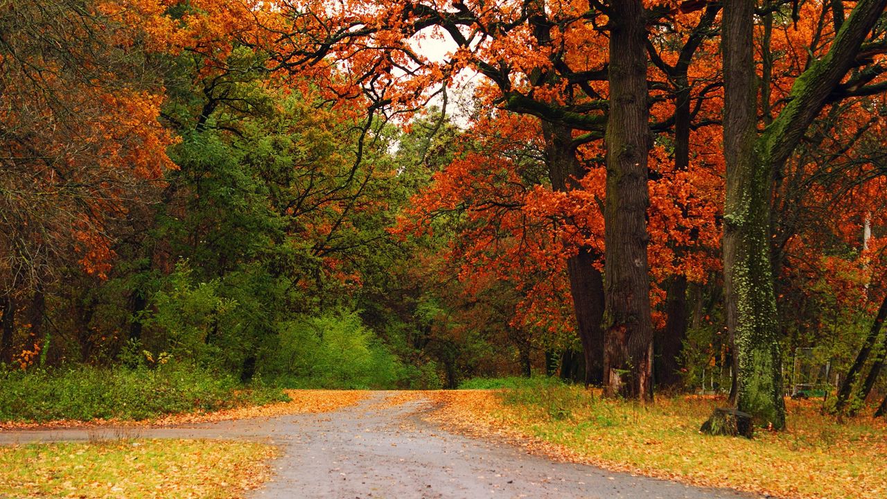 Обои осень, лес, деревья, дорога, тропа, перекресток, распутье
