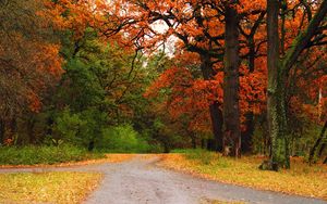 Превью обои осень, лес, деревья, дорога, тропа, перекресток, распутье