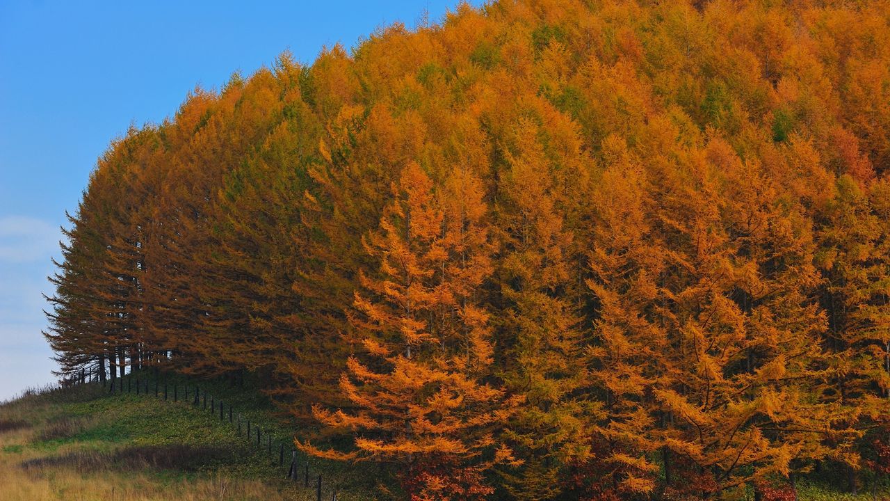 Обои осень, лес, деревья, япония, золото, ограждение, забор, рельеф