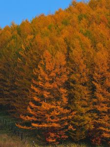 Превью обои осень, лес, деревья, япония, золото, ограждение, забор, рельеф