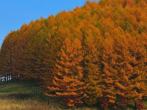 Превью обои осень, лес, деревья, япония, золото, ограждение, забор, рельеф