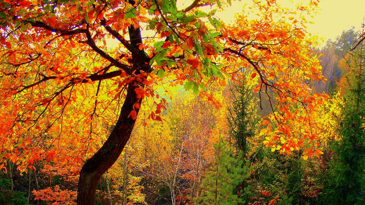 Обои осень, лес, деревья, пейзаж