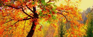 Превью обои осень, лес, деревья, пейзаж