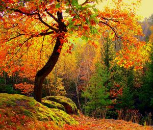 Превью обои осень, лес, деревья, пейзаж