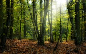 Превью обои осень, лес, деревья