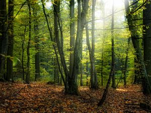 Превью обои осень, лес, деревья