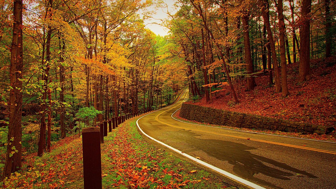 Обои осень, лес, дорога, поворот