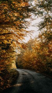 Превью обои осень, лес, дорога, деревья, тени
