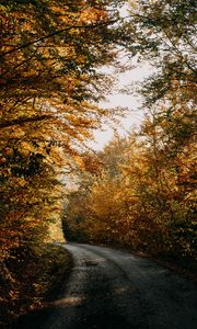 Превью обои осень, лес, дорога, деревья, тени