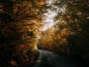 Превью обои осень, лес, дорога, деревья, тени