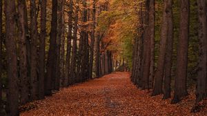 Превью обои осень, лес, дорожка, деревья, листва