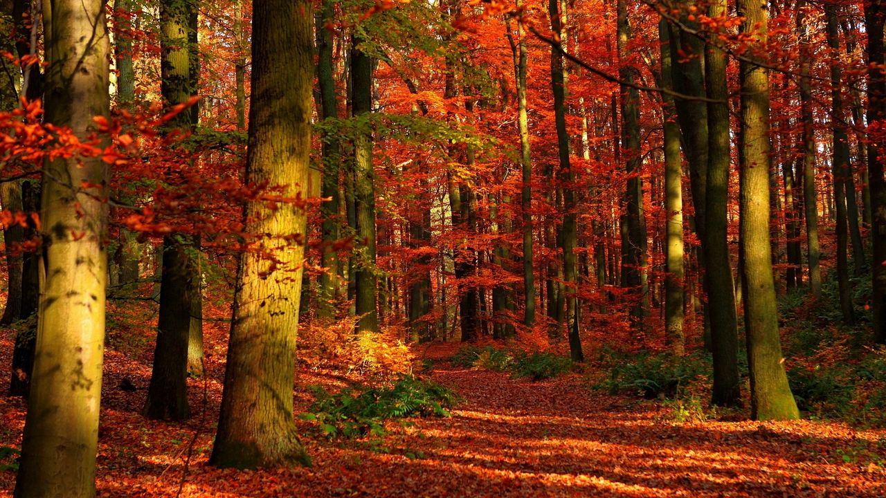Обои осень, лес, листья, деревья, красные, просветы