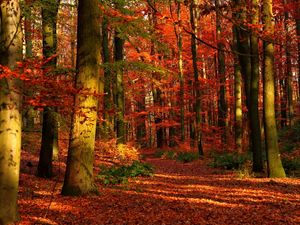Превью обои осень, лес, листья, деревья, красные, просветы