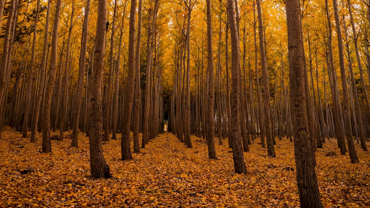 Обои осень, лес, листва, деревья