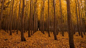 Превью обои осень, лес, листва, деревья