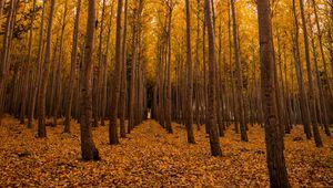 Превью обои осень, лес, листва, деревья